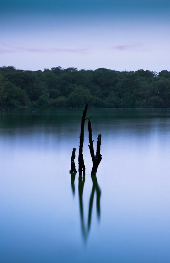 Silhouette of dead old tree trunks in calm lake surrounded by lush green forest against cloudless blue sky reflecting in water